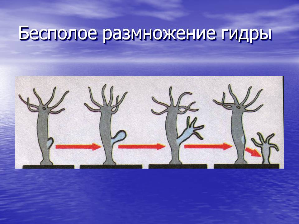Ссылка кракен зеркало тор